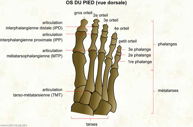 Os du pied (Dictionnaire Visuel)